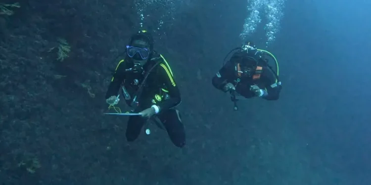 Des spécialistes camerounais de la conservation marine se forment à la plongée scientifique