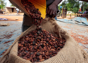 En Côte d'Ivoire, les fèves de cacao pourrissent suite à l'effondrement des prix.