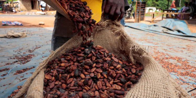 En Côte d'Ivoire, les fèves de cacao pourrissent suite à l'effondrement des prix.