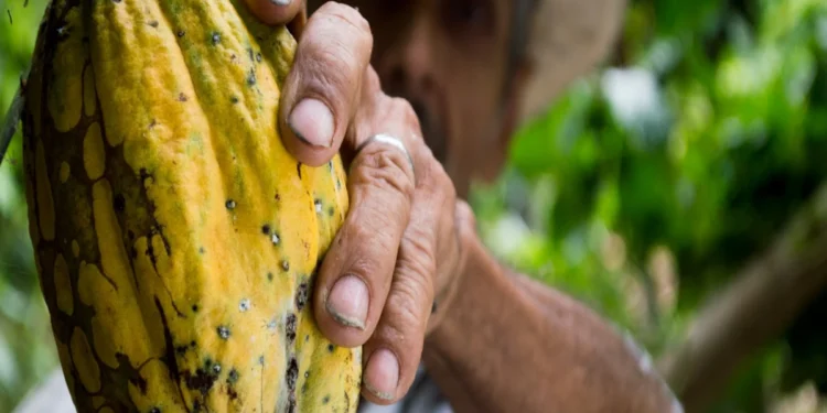 En Côte d'Ivoire, premier producteur mondial de cacao, les producteurs s'inquiètent des nouveaux droits de douane américains.