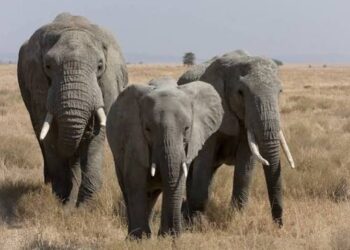 Kenya : Quinze éléphants retrouvés morts, probablement empoisonnés aux pesticides