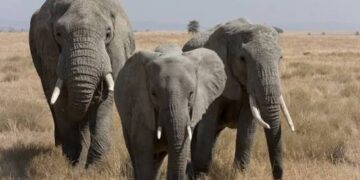 Kenya : Quinze éléphants retrouvés morts, probablement empoisonnés aux pesticides