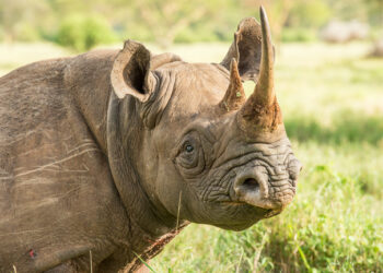Kenya : après une réinstallation réussie, 21 rhinocéros noirs commencent leur voyage vers une nouvelle maison