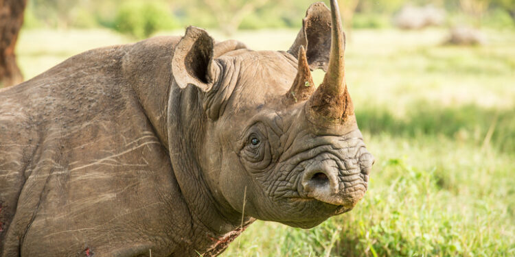 Kenya : après une réinstallation réussie, 21 rhinocéros noirs commencent leur voyage vers une nouvelle maison