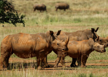 L'Afrique du Sud annonce une baisse de 16 % du braconnage des rhinocéros en 2025.