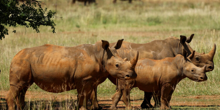 L'Afrique du Sud annonce une baisse de 16 % du braconnage des rhinocéros en 2025.