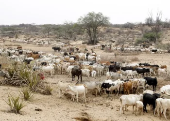 L'OMS signale des épidémies de charbon dans cinq pays d'Afrique de l'Est et d'Afrique australe, entraînant 20 décès
