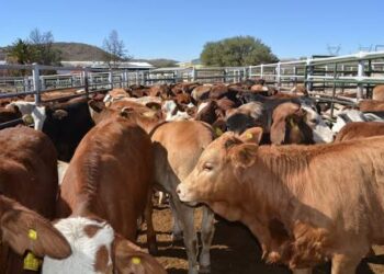 L'UE suspend les importations de viande en provenance de Namibie par crainte de la fièvre aphteuse