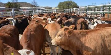 L'UE suspend les importations de viande en provenance de Namibie par crainte de la fièvre aphteuse