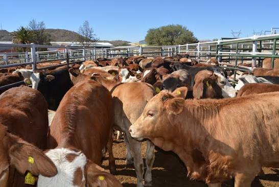 L'UE suspend les importations de viande en provenance de Namibie par crainte de la fièvre aphteuse