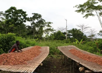 La Côte d’Ivoire va augmenter le prix officiel du cacao à la production