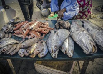 La crise de la pêche au Sénégal : surpêche, migration, survie
