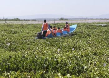La jacinthe d'eau menace le lac Naivasha, mais un entrepreneur kenyan trouve une solution durable