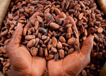 La production de cacao ivoirienne devrait rester proche de celle de la saison dernière, selon le ministre