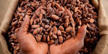La production de cacao ivoirienne devrait rester proche de celle de la saison dernière, selon le ministre