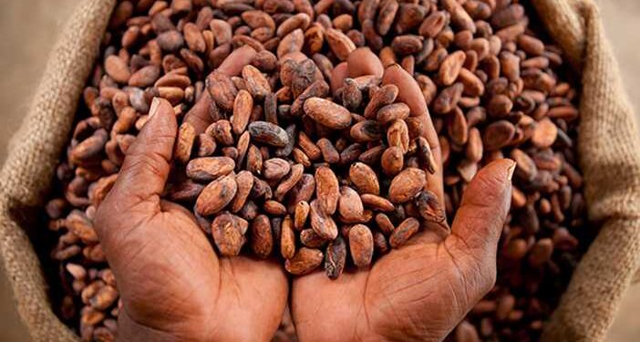 La production de cacao ivoirienne devrait rester proche de celle de la saison dernière, selon le ministre