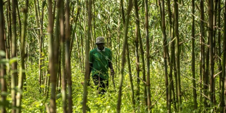L'agriculture en bambou en Ouganda en augmentation alors que le gouvernement cherche à augmenter l'exportation