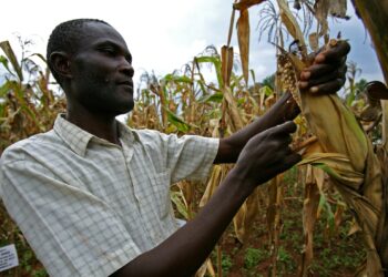 Le FMI va évaluer l'impact de la sécheresse sur l'économie de la Zambie