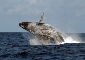 Le Gabon Soumet Un Schéma Directeur Pour Protéger Les Océans