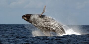 Le Gabon Soumet Un Schéma Directeur Pour Protéger Les Océans