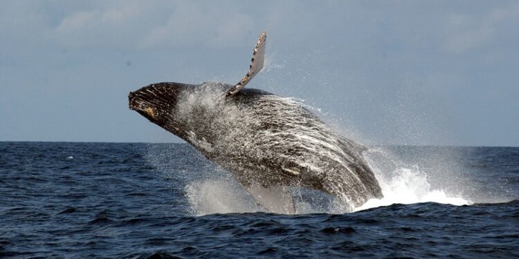 Le Gabon Soumet Un Schéma Directeur Pour Protéger Les Océans