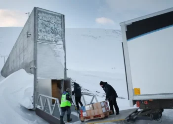Le Ghana dépose des semences dans la réserve mondiale de semences du Svalbard pour protéger les principales cultures vivrières