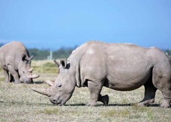 Le Kenya prévoit d'utiliser la fécondation in vitro pour tenter d'empêcher l'extinction des rhinocéros blancs