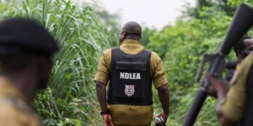 Le Nigeria démantèle un laboratoire de méthamphétamine alors que les cartels mexicains étendent leur influence dans le pays.