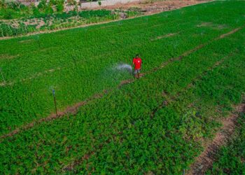 Au Rwanda, pays le plus densément peuplé d'Afrique, des efforts sont déployés pour protéger les terres agricoles.