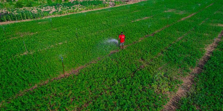 Au Rwanda, pays le plus densément peuplé d'Afrique, des efforts sont déployés pour protéger les terres agricoles.