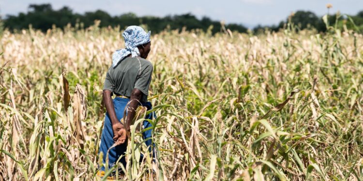 Le Zimbabwe à risque d'une autre saison sèche après la sécheresse d'El Nino, dit WFP