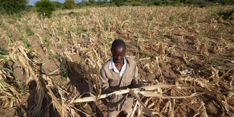 Le Zimbabwe fait face à une malnutrition accrue au milieu d'une sécheresse sévère