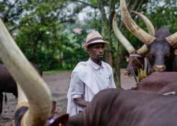 Les vaches royales du Rwanda, choyées par la poésie et la musique