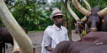 Les vaches royales du Rwanda, choyées par la poésie et la musique