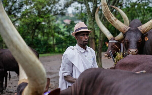 Les vaches royales du Rwanda, choyées par la poésie et la musique