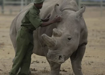 Le premier transfert d'embryon réussi par FIV chez le rhinocéros allume l'espoir de sauver l'espèce de l'extinction