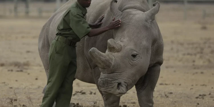 Le premier transfert d'embryon réussi par FIV chez le rhinocéros allume l'espoir de sauver l'espèce de l'extinction
