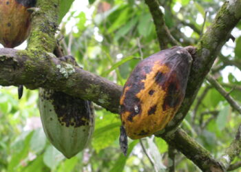 Le temps pluvieux et les maladies frappent les producteurs de cacao africains et font grimper les prix