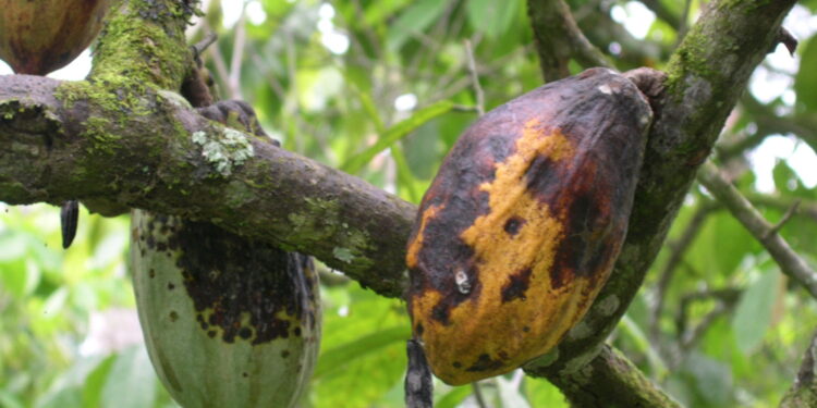Le temps pluvieux et les maladies frappent les producteurs de cacao africains et font grimper les prix