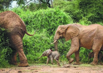 Les agriculteurs kenyans utilisent la nature pour une coexistence pacifique entre humains et éléphants.