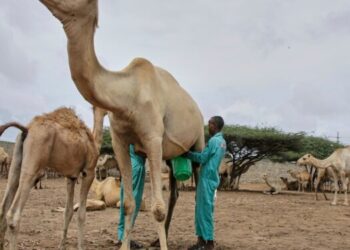 Les chameaux au cœur de la transformation agricole somalienne