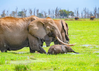 Les écologistes kenyans réclament des corridors fauniques dans un contexte de diminution des habitats