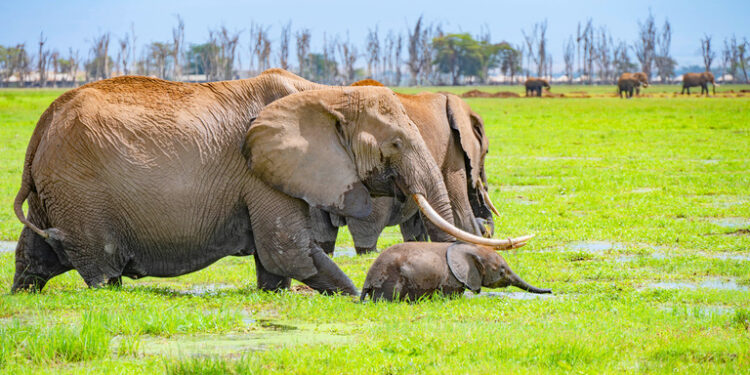 Les écologistes kenyans réclament des corridors fauniques dans un contexte de diminution des habitats