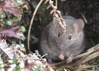 Les défenseurs de l'environnement prévoient l'extermination massive des souris destructrices sur l'île Marion