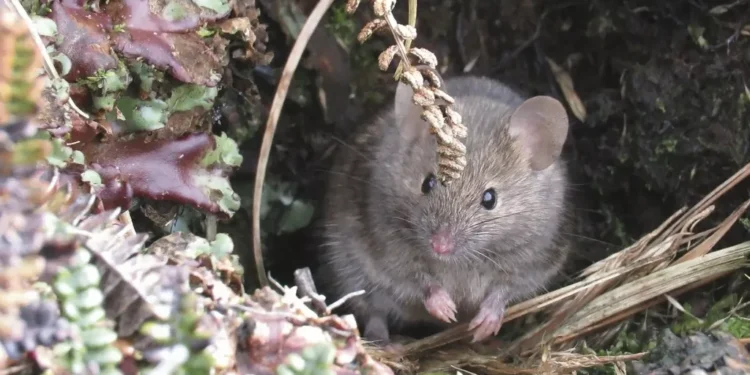 Les défenseurs de l'environnement prévoient l'extermination massive des souris destructrices sur l'île Marion