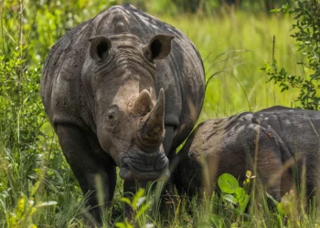Les défenseurs de l'environnement sud-africains célèbrent la Journée mondiale du rhinocéros dans un contexte de braconnage croissant.