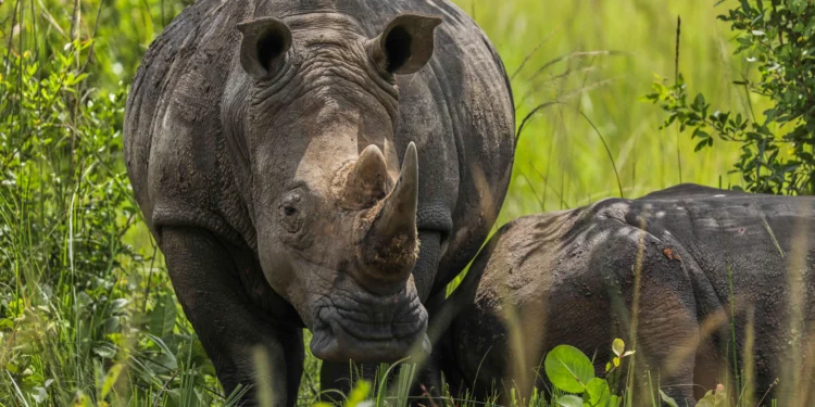 Les défenseurs de l'environnement sud-africains célèbrent la Journée mondiale du rhinocéros dans un contexte de braconnage croissant.