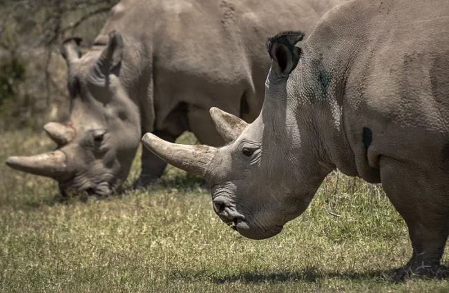 Les femelles rhinocéros blancs du Nord Fatu, à droite, et Najin, à gaucheBen Curtis/AP Photo, File