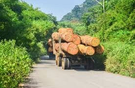 Les forêts du Congo sous pression en raison de la superposition des usages des terres
