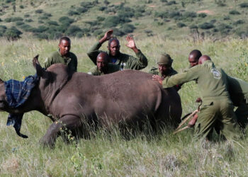 Au Kenya, les rhinocéros se font entailler les oreilles pour leur pistage et leur protection.